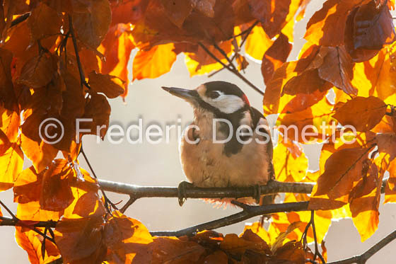 Great spotted woodpecker (Dendrocopos major) (10016 of 1)