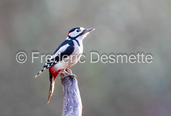 Great spotted woodpecker (Dendrocopos major) (10025 of 1)
