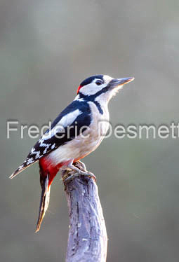 Great spotted woodpecker (Dendrocopos major) 10000