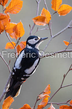 Great spotted woodpecker (Dendrocopos major) (10060 of 1)