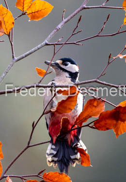 Great spotted woodpecker (Dendrocopos major) (10022 of 1)