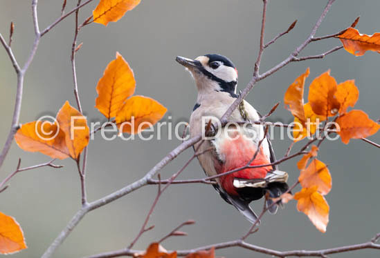 Great spotted woodpecker (Dendrocopos major) (10023 of 1)