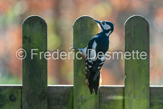 Great spotted woodpecker (Dendrocopos major)-613