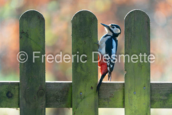 Great spotted woodpecker (Dendrocopos major)-551