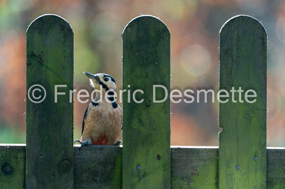 Great spotted woodpecker (Dendrocopos major)-614