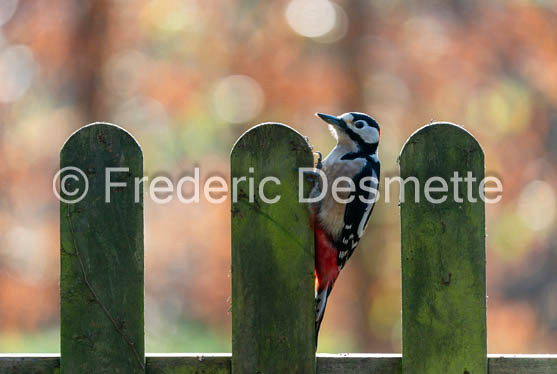 Great spotted woodpecker (Dendrocopos major)-615