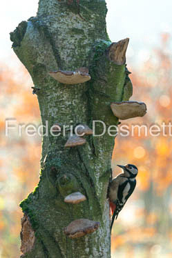Great spotted woodpecker (Dendrocopos major)-601