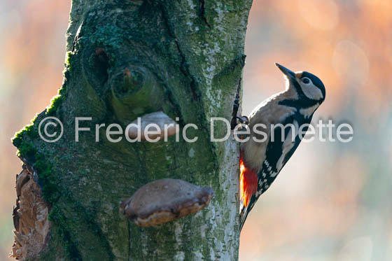 Great spotted woodpecker (Dendrocopos major)-602