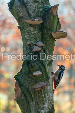 Great spotted woodpecker (Dendrocopos major)-589