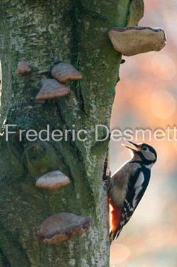 Great spotted woodpecker (Dendrocopos major)-603