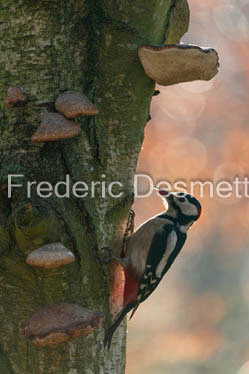 Great spotted woodpecker (Dendrocopos major)-608