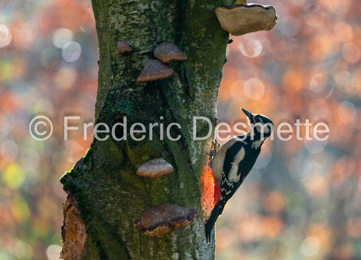 Great spotted woodpecker (Dendrocopos major)-609