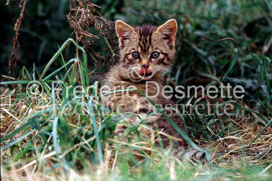 wild cat 4 (Felis silvestris)