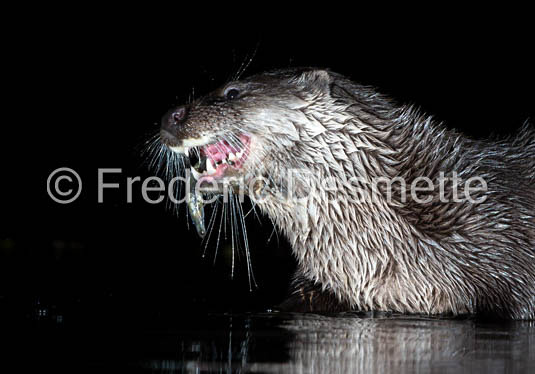 Eurasian otter (Lutra lutra)-93