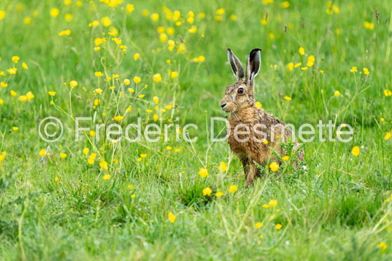 Brown hare (Lepus europaeus)-1418