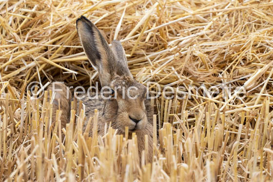 Brown hare (Lepus europaeus)-1446