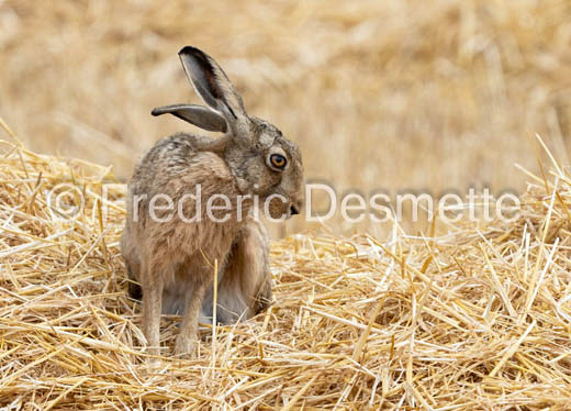Brown hare (Lepus europaeus)-1435