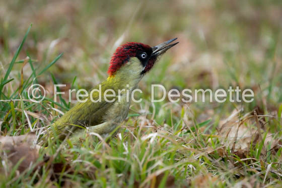 green woodpecker (Picus viridis)-121