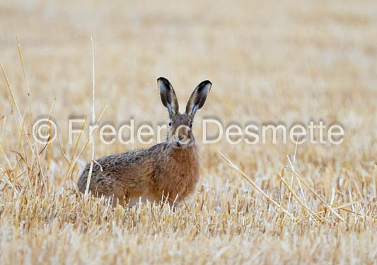 Brown hare (Lepus europaeus)-1427