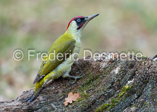 green woodpecker (Picus viridis)-126