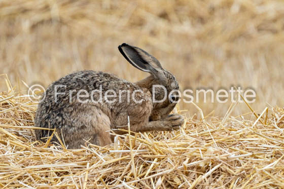 Brown hare (Lepus europaeus)-1439