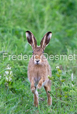 Brown hare (Lepus europaeus)-1415