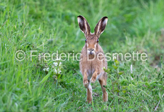 Brown hare (Lepus europaeus)-1412