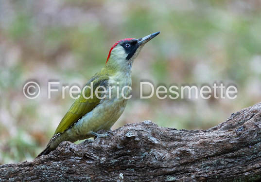 green woodpecker (Picus viridis)-131