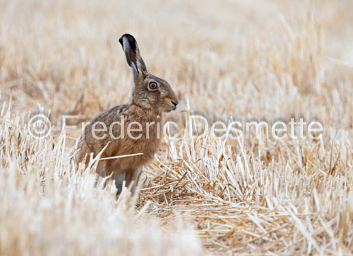 Brown hare (Lepus europaeus)-1423