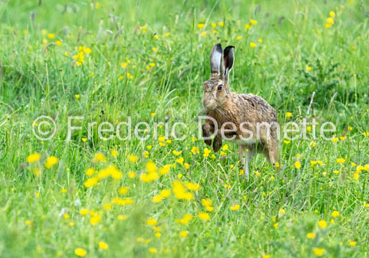 Brown hare (Lepus europaeus)-1453
