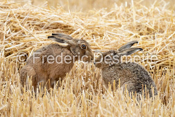 Brown hare (Lepus europaeus)-1442