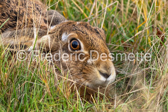 Brown hare (Lepus europaeus)-1455