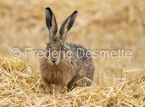 Brown hare (Lepus europaeus)-1433
