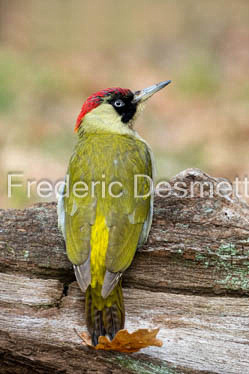green woodpecker (Picus viridis)-106