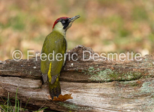 green woodpecker (Picus viridis)-104