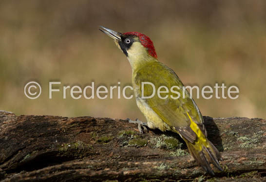 green woodpecker (Picus viridis)-102