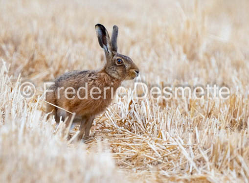 Brown hare (Lepus europaeus)-1424