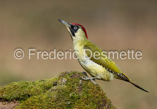 green woodpecker (Picus viridis)-110
