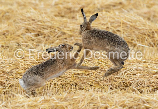 Brown hare (Lepus europaeus)-1448