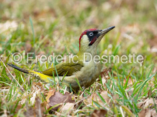 green woodpecker (Picus viridis)-123