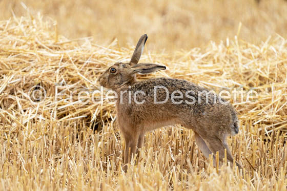 Brown hare (Lepus europaeus)-1445