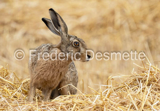 Brown hare (Lepus europaeus)-1434