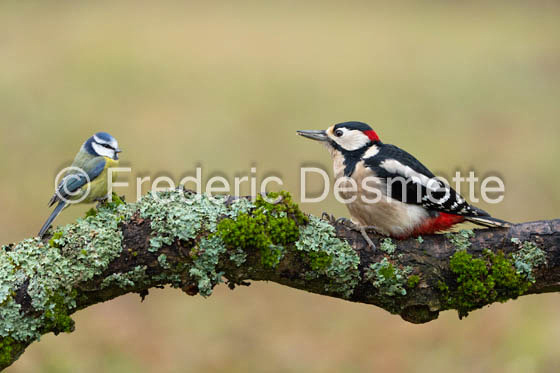 Blue tit (Cyanistes caeruleus) Great spotted woodpecker (Dendrocopos major) -426