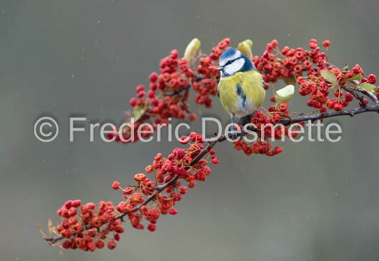 Blue tit (Cyanistes caeruleus)-561