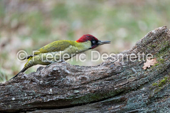 green woodpecker (Picus viridis)-124