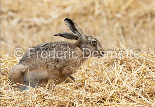 Brown hare (Lepus europaeus)-1436