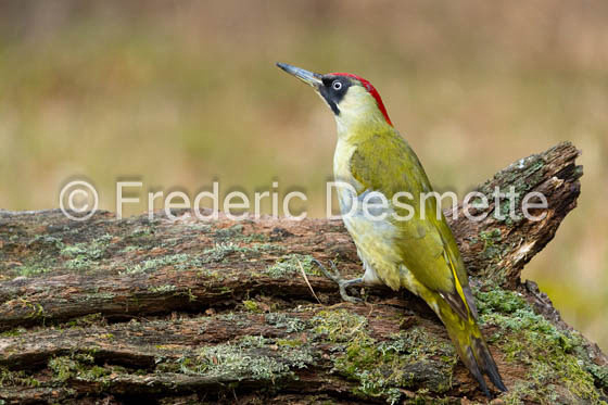green woodpecker (Picus viridis)-100