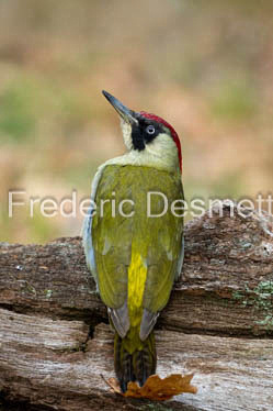 green woodpecker (Picus viridis)-107