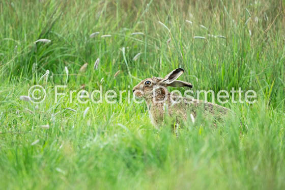 Brown hare (Lepus europaeus)-1416
