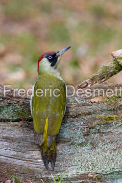 green woodpecker (Picus viridis)-116